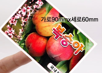 ��ƼĿ(������/������)