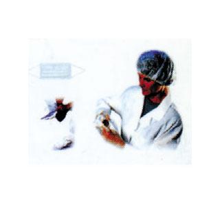 ��ȸ�� ������ Set